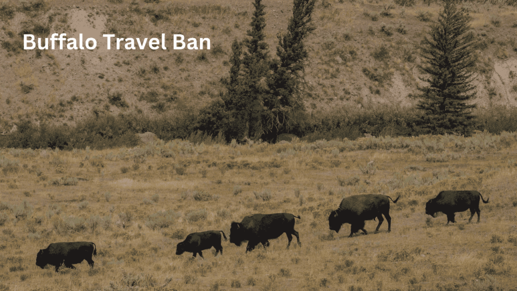 Buffalo Travel Ban